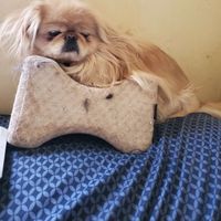 Lynda fafard profile picture