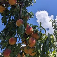 Momo Hotaru profile picture