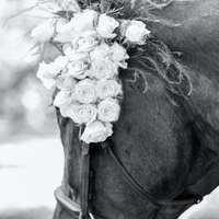 blue pony photography profile picture