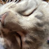 Joseph profile picture