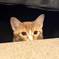 Maddie C profile picture