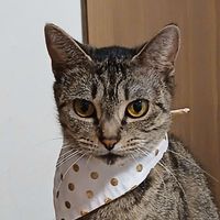 Bella Feisty Kitty profile picture
