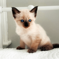 Obi the One Kitty profile picture