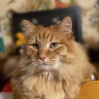 Evrette Raine profile picture