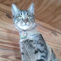 The Feline Furever Farm profile picture