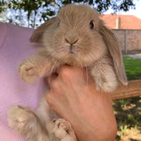 Poppy profile picture