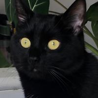 Marshall profile picture
