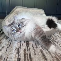 Caroline Sachs profile picture