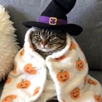 Everlasting October profile picture