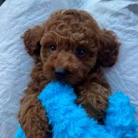 Bean the Red Toy Poodle profile picture