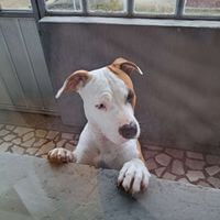 Andjelina Hrćan profile picture