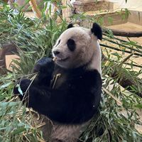 opson profile picture