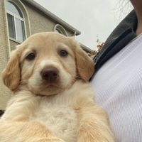 Lovelife profile picture