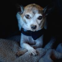Pawsitive Pups profile picture