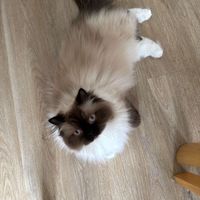 Daria profile picture