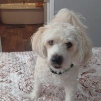 Julie Dyer profile picture