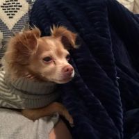 Peanut Puffy profile picture