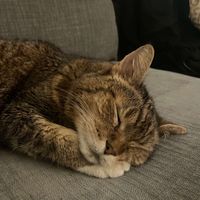 Chronic Kidney Disease Cat profile picture