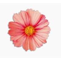 Donna profile picture
