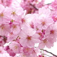 Blossom Interiors profile picture