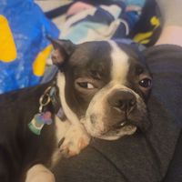 Lu Cia profile picture