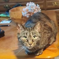 PomPomMuffin profile picture