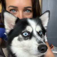 Chicken Box Fox profile picture