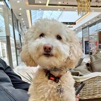 Petar Buha profile picture