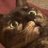 Empathy Cats Pet Sitting profile picture