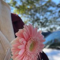 Lynne Iris profile picture
