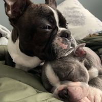 Simply Sarah, Mom Life And Homesteading profile picture
