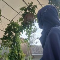 Hikmah profile picture