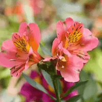 alstroemeria profile picture