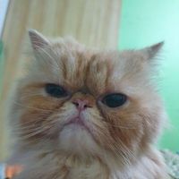 Niken fitria profile picture