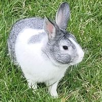 DANA profile picture