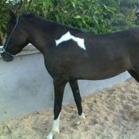Fayza profile picture