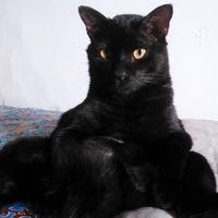 purrfectbrew527 profile picture