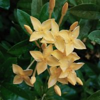 Siti mahmudah profile picture