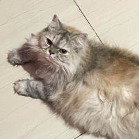 Lia profile picture