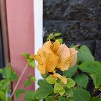 Rina Sudirman profile picture