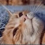 Life Swappers profile picture