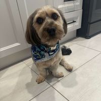 Jennifer Atallah profile picture