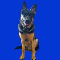 Titantheshepherd profile picture