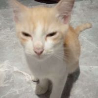 Eva Nur Kumala profile picture