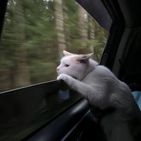 Calyps profile picture