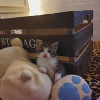 Krissy Songbird profile picture