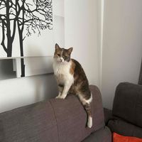 Pets our Best friends profile picture