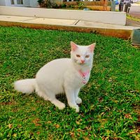 Retno profile picture
