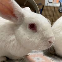 Willow profile picture
