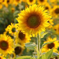 Valerina profile picture